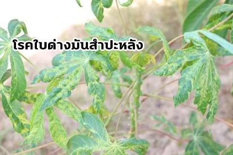 อ้อย