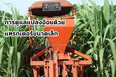 อ้อย