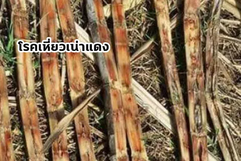 อ้อย