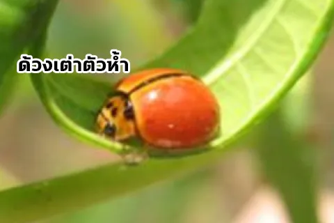 อ้อย