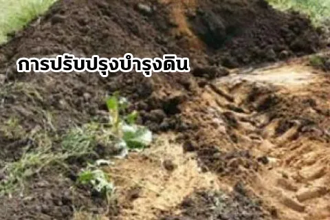 อ้อย