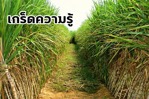 อ้อย