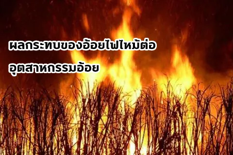 อ้อย