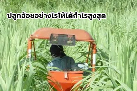 อ้อย