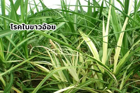 อ้อย