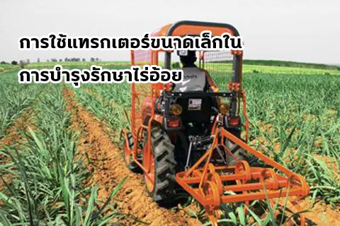 อ้อย