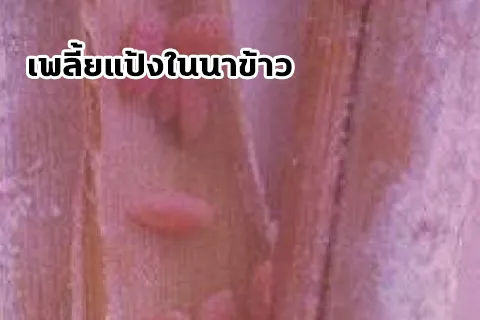 เพลีย