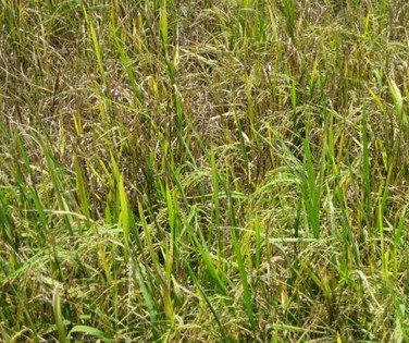 imageresize(3)