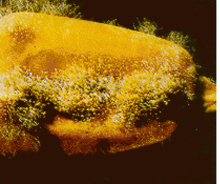 imageresize