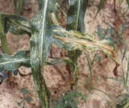 imageresize(1)