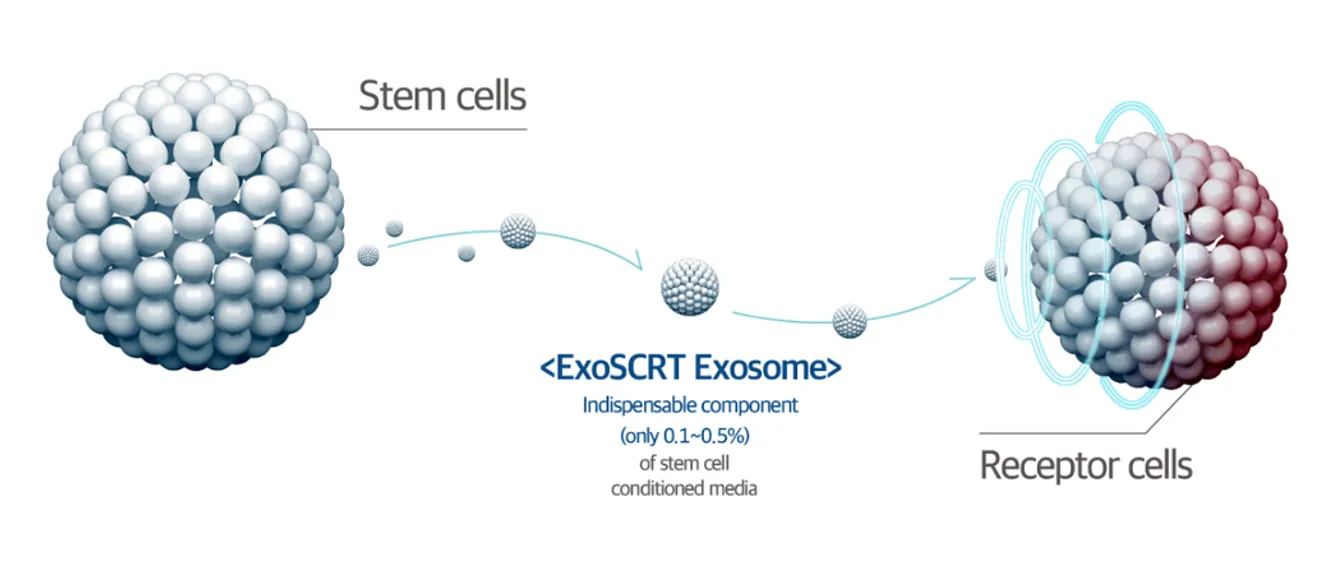 exosome-คืออะไร