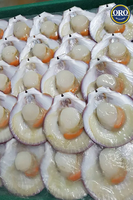 หอยเชลล์ฝาเดียวไทย