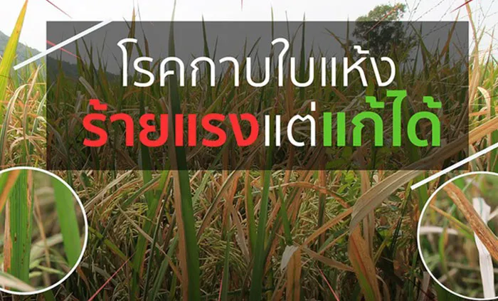 c-agrotech-(1)