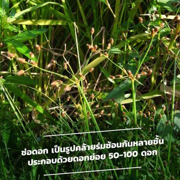 c-agrotech-(4)