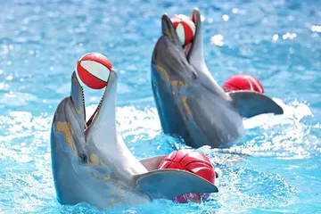 000195217748585263559010173695742366459363328o0000shutterstock431608501