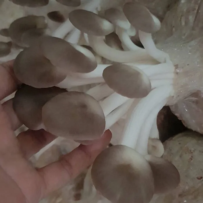 à¹€à¸« à¸