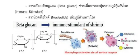 BetaglucanImmuneStimulant