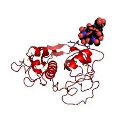 BromelainEnzyme