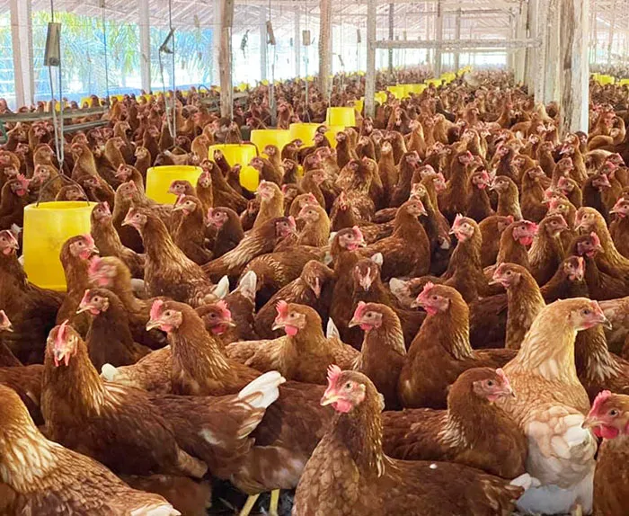 ขายไก่ไข่สาว-1