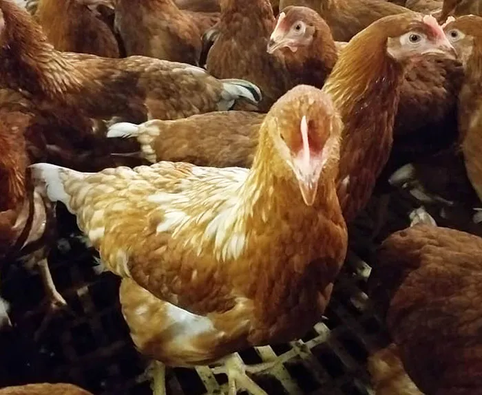 ขายไก่ไข่สาว-8