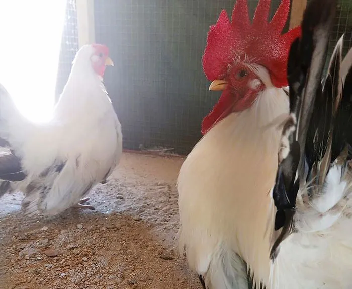 ฟาร์มมั่งมีไก่ไข่-10