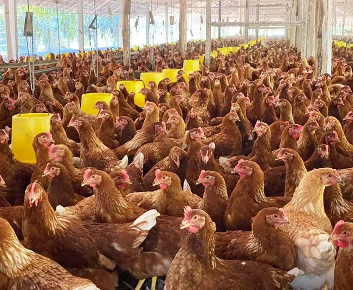 ฟาร์มมั่งมีไก่ไข่-1