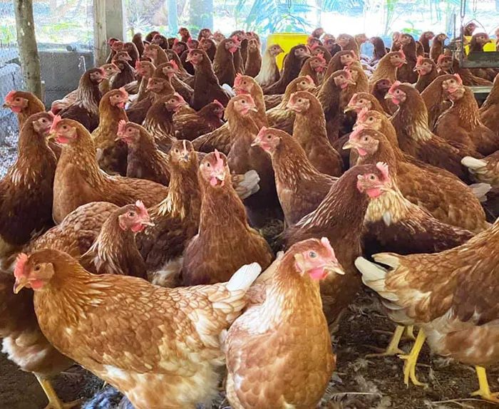 ฟาร์มมั่งมีไก่ไข่-2