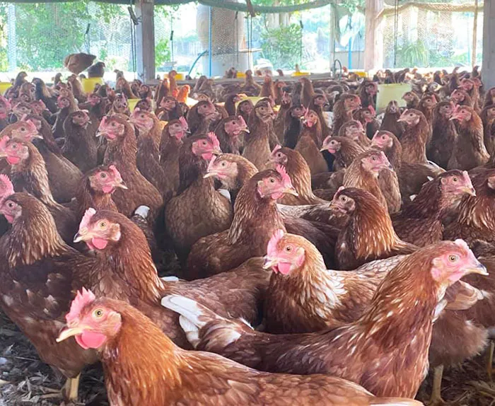 ฟาร์มมั่งมีไก่ไข่-4