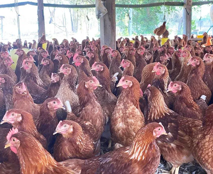 ฟาร์มมั่งมีไก่ไข่-5