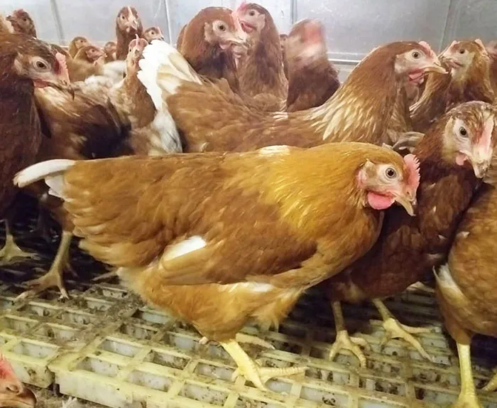 ฟาร์มมั่งมีไก่ไข่-6