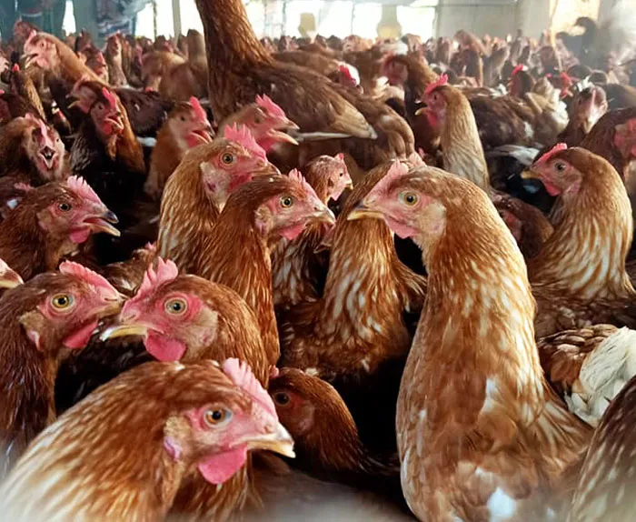 ฟาร์มมั่งมีไก่ไข่-7
