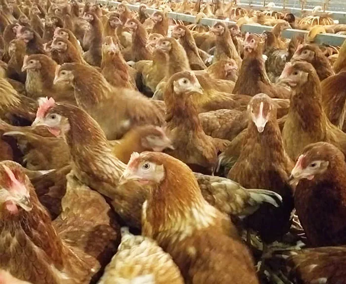 ฟาร์มมั่งมีไก่ไข่-9