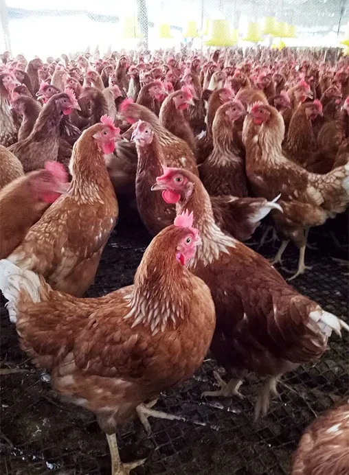 มั่งมีฟาร์ม-ไก่ไข่