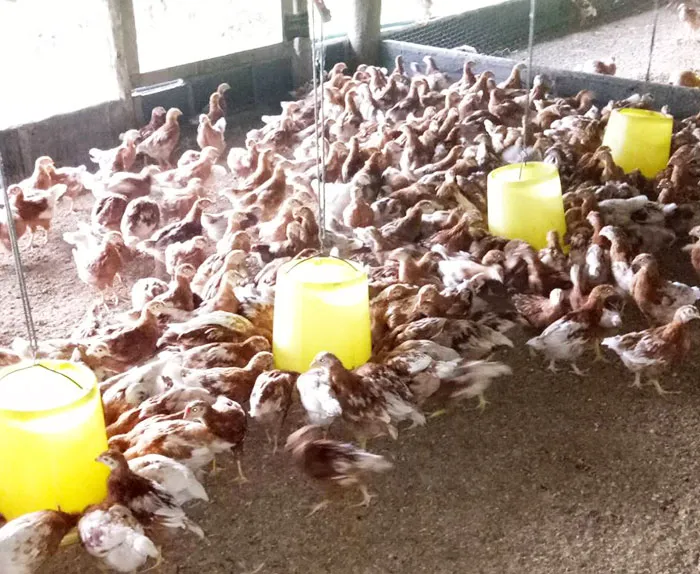 ลูกไก่ไข่-2