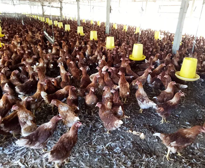 โรงเลี้ยงไก่-3