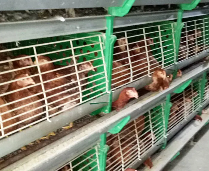 โรงเลี้ยงไก่-5