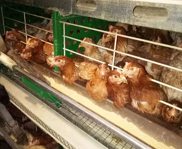 โรงเลี้ยงไก่-6