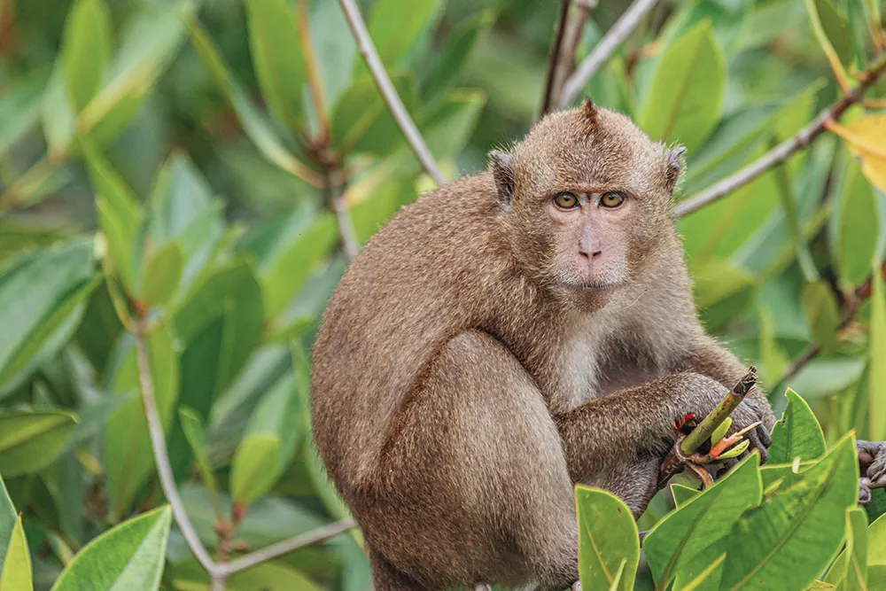 4-Monkey-Bay