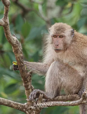 หน้าปกเว็บไซต์MonkeyBay