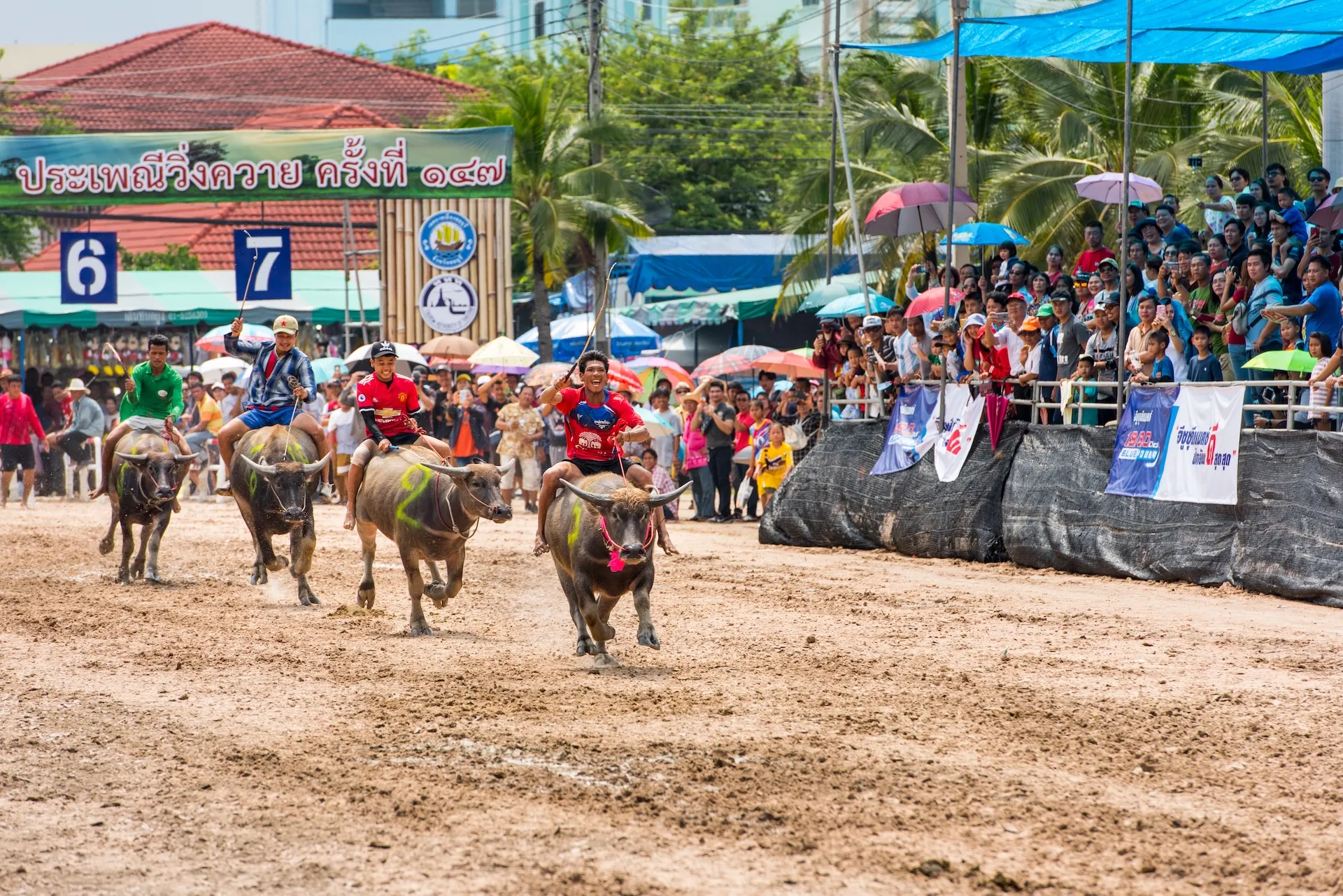 ChonBuri-BuffaloRacingFestival2018(ประเพณีวิ่งควายปี2561)188748MCcopy