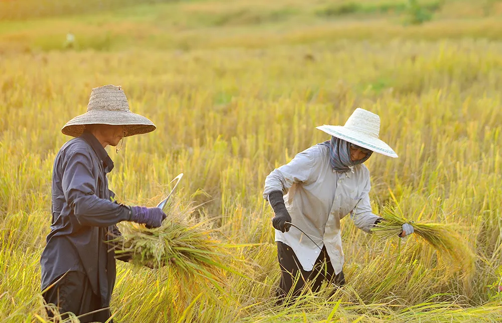 Craft-&-Culture-in-Suphan-Buri-Countryside