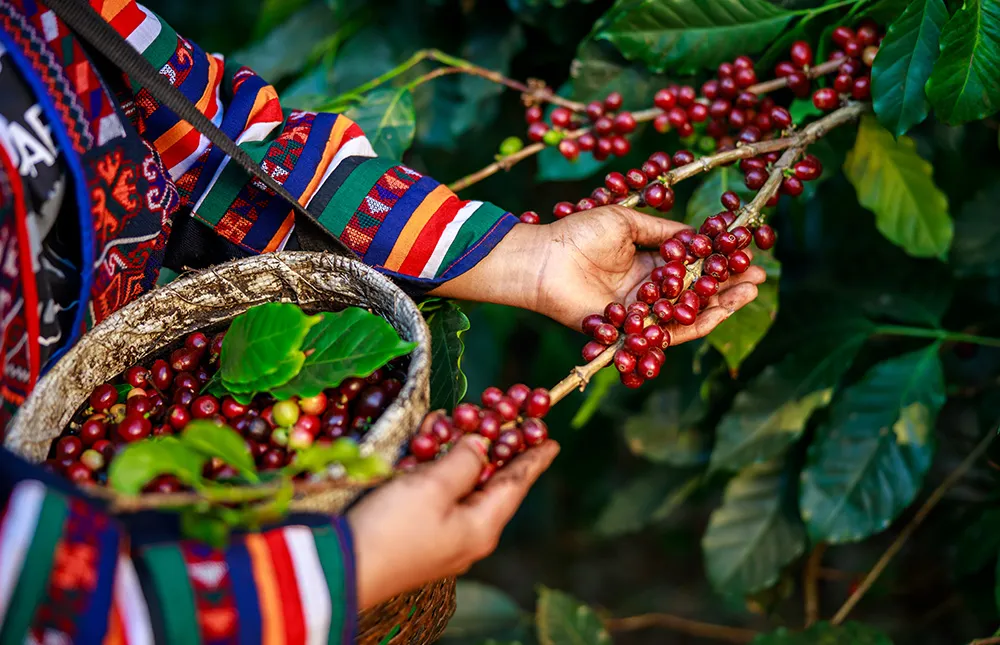 Doi-Tung-Development-Project