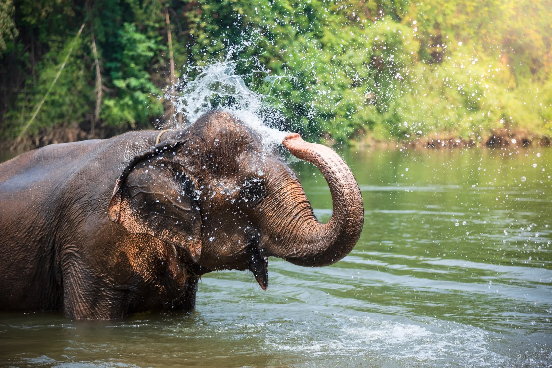 KanchanaburiElephantSanctuarycopy