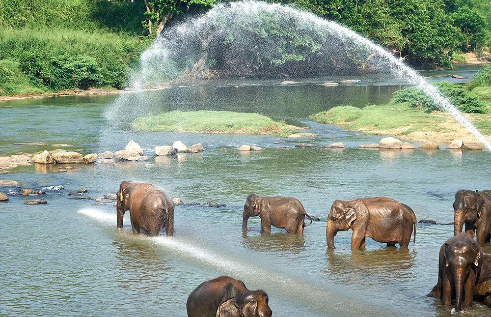 Nature-&-Elephants