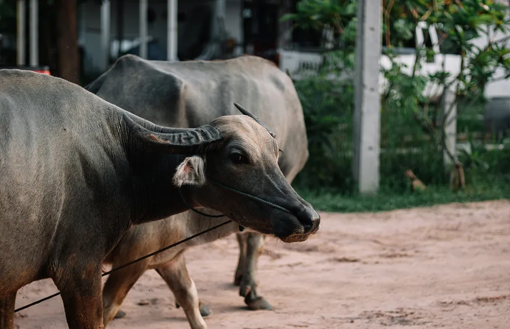 Thai-buffaloes