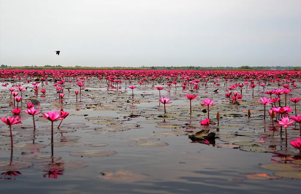 Thale-Noi-Wetland
