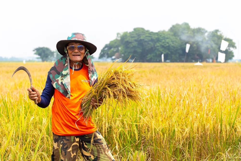 AngThong-RiceField(ทุ่งนา)225047OXcopy