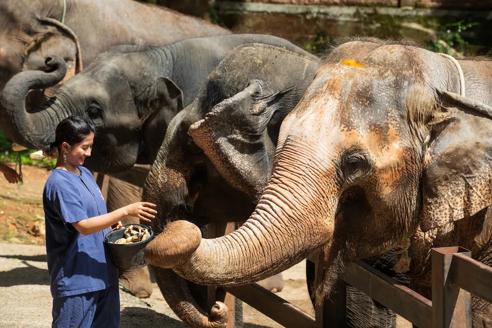 ChiangMai-HugChangChiangMai(ฮักช้างเชียงใหม่)2108BBcopy
