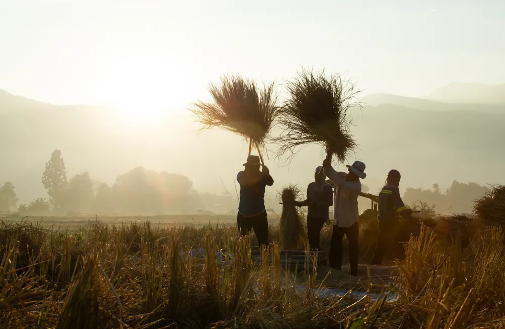 Farmerssilhouettesthreshingriceatsunrise