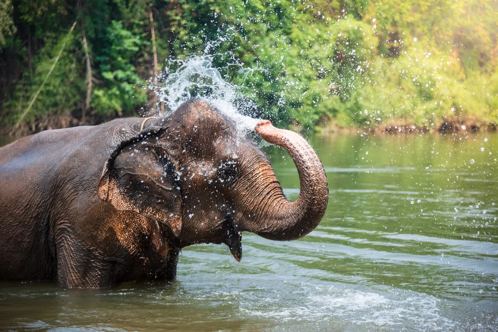 KanchanaburiElephantSanctuarycopy